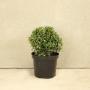 Topiary Ball 30/35cm 10L Ilex crenata (Japanese Holly)