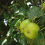 Apple-Tree-Bramley-Bare-Root