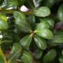 Ilex Crenata (Japanese Holly) Multiple Leaves