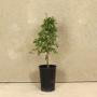 (Craetagus monogyna) Hawthorn 40/60cm 2L pot