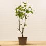 (Cornus alba 'Sibirica') Vivid Red Dogwood 40/60cm 2L pot