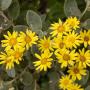Brachyglottis (Senecio Sunshine) Flowers Close Up