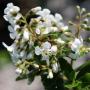 White Escallonia (Escallonia Iveyi) Flowers Raceme