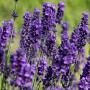 Lavender Hidcote (Lavandula Angustifolia Hidcote) Full Shrub