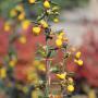 Berberis Evergreen (Berberis Stenophylla) Flower Buds