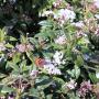 Viburnum Tinus Eve Price Hedge With Butterfly