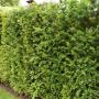 English Yew (Taxus Baccata) Full Hedge Close Up Tatton RHS 18