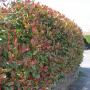 Photinia x Fraseri Red Robin Full Hedge