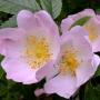 Dog Rose (Rosa Canina) Flowers