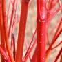 Red Dogwood (Cornus Alba) Stems Close Up
