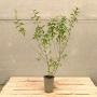 (Ligustrum vulgare) Wild Privet 60/90cm 2L pot