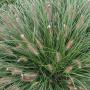 Pennisetum alopecuroides 'Hameln' Grass 2L Pot - view 3