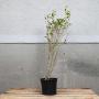 (Ligustrum ovalifolium) Common Privet 90/120cm 5L pot