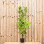 (Prunus laurocerasus 'Rotundifolia') Cherry Laurel 60/90cm 2L pot