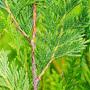 Western Red Cedar (Thuja Plicata Atrovirens) Established Leaf