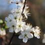 Blackthorn (Prunus Spinosa) Flower Close up