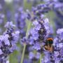 English Lavender (Lavandula Angustifolia Munstead) Contrasting Planting Scheme