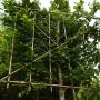 Hornbeam Mature Pleached Tree, 200cm Clear Stem, 18-20cm Girth, 180W X 150H, 160L Pot  - view 5