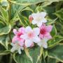 Weigela Florida Variegata Flower