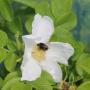 Rosa Rugosa Alba (White Ramanus Rose) Open Flower