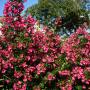 Red Escallonia (Escallonia Macrantha Rubra) Full Hedge