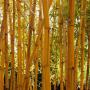 Golden Bamboo (Phyllostachys Aureum) Stem Close Up