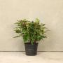 Viburnum davidii 30/40cm 5L pot