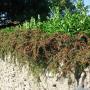 Cotoneaster Horizontalis (Wall Cotoneaster) Full Hedge