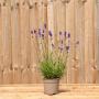(Lavandula angustifolia 'Munstead') English Lavender 10/20cm 2L pot