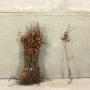 (Fagus Sylvatica) Beech 40/60cm bare root