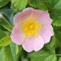 Dog Rose (Rosa Canina) Flower Close Up