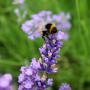 Dwarf Lavender (Lavandula Angustifolia Little Lady) Flowers With Bee