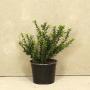 (Ilex crenata) Japanese Holly 30/50cm 5L pot