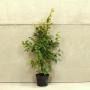(Carpinus betulus) Hornbeam 90/120cm 5L pot