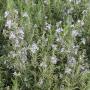Rosemary (Rosmarinus Officinalis) Full Hedge
