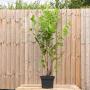 (Prunus laurocerasus 'Rotundifolia') Cherry Laurel 90/120 10L pot