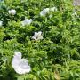 Rosa Rugosa Alba (White Ramanus Rose) Full Hedge