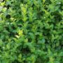 Common Privet (Ligustrum ovalifolium) Hedge-Close-Up 