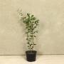 (Ligustrum ovalifolium) Common Privet 40/60cm 5L pot