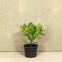 (Prunus laurocerasus 'Rotundifolia') Cherry Laurel 20/40cm 2L pot