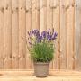 (Lavandula angustifolia 'Hidcote') Lavender - Hidcote 20/30cm 5L pot