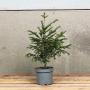 (Taxus baccata) English Yew 20/40cm 2L pot