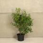 (Prunus Lusitanica angustifolia) Portuguese Laurel 60/90cm 10L pot