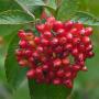 Viburnum Lantana Berries