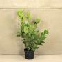 (Prunus laurocerasus 'Rotundifolia') Cherry Laurel 60/90cm 5L pot