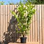 (Prunus laurocerasus 'Rotundifolia') Cherry Laurel 120/150cm 10L pot