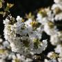 Wild Cherry (Prunus Avium) Flower Cluster