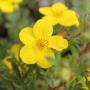 Yellow Potentilla (Potentilla Goldfinger) Multiple Flowers