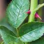 Dog Rose (Rosa Canina) Leaf Close Up