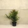 (Taxus baccata) English Yew 90/120cm 10L pot